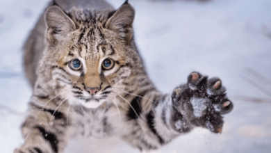 Cute:7xohkiofew8= Bobcats