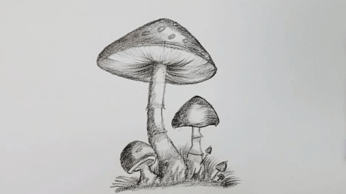 Cute:7ziqkivryto= Mushroom Drawing