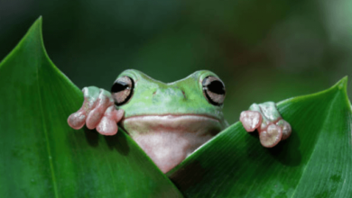 Cute:7ziqkivryto= Frogs