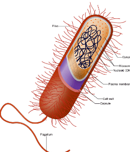 Learning Through Art: Structures of a Prokaryotic Cell