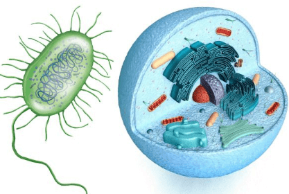 Learning Through Art: Structures of a Prokaryotic Cell