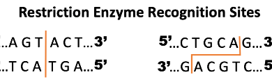 Learning Through Art: Restriction Enzymes