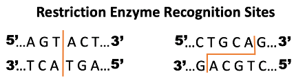 Learning Through Art: Restriction Enzymes