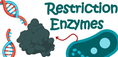 Learning Through Art: Restriction Enzymes