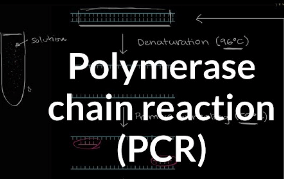 Learning Through Art: Pcr