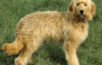 Cute:1rucagakx48= Golden Doodle