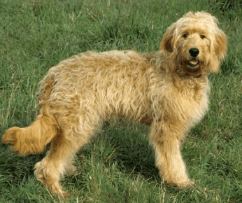 Cute:1rucagakx48= Golden Doodle