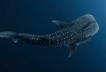 Baby:3lp2ghbiesa= Whale Sharks