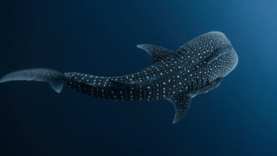 Baby:3lp2ghbiesa= Whale Sharks