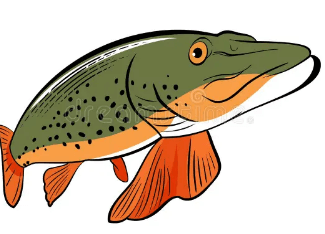 Drawing:_3uuiicmjew= Northern Pike