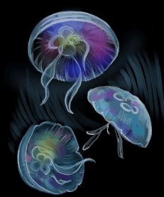 Drawing:_Rzm2zhgija= Moon Jellyfish