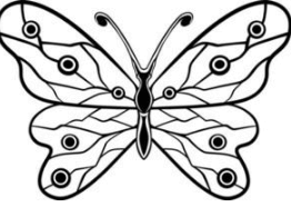 Drawing:1hmdqx-87ve= Butterfly Outline