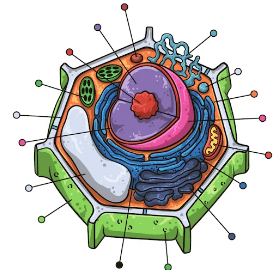 Drawing:1qafhadul9o= Plant Cell Diagram