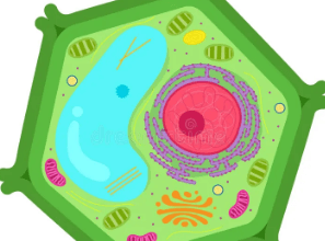 Drawing:1qafhadul9o= Plant Cell Diagram