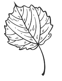 Clipart:5oesxuispmg= Outline:6qgtqhyhayk= Leaf