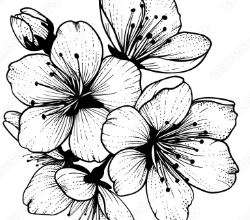 Clipart:5ftz0amu-Rq= Outline:-Ytl2dttkty= Flowers