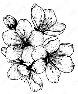 Clipart:5ftz0amu-Rq= Outline:-Ytl2dttkty= Flowers