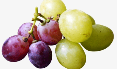 Clipart:6v7veumjy6m= Grape