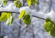 performance model growth transition