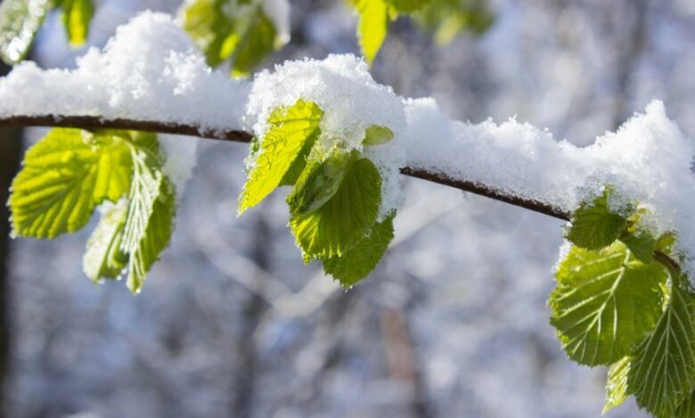 performance model growth transition