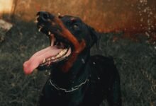 public complaint alerts summary